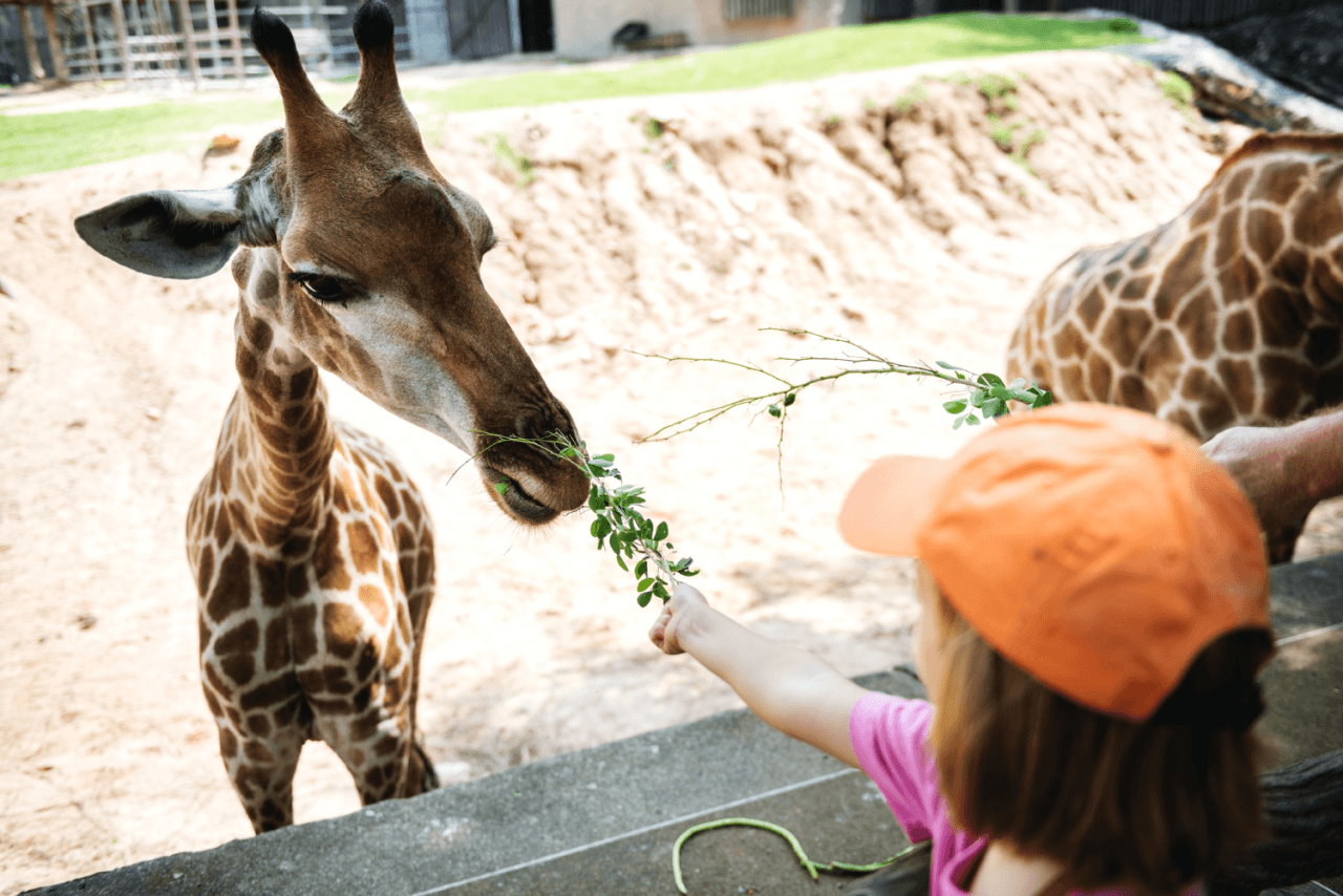 Visiting Limassol Zoo with children